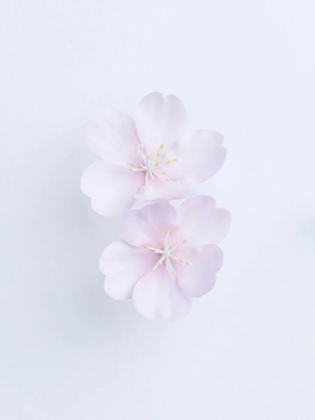 春を彩る、桜。

淡くやわらかな花びらに宿る、
日本の美意識。

その美しさを、
ひとつのリングに。

ふたりのはじまりに、
桜の記憶を。

------∞

婚約指輪；センターダイヤモンド込み一律 ¥148,500
結婚指輪；¥99,000 / ¥121,000

お取扱いはTOWA東京、
全国のビジュピコ店舗にて
@bijoupiko_official

#結婚指輪
#婚約指輪
#towa
#和婚
#madeinjapan